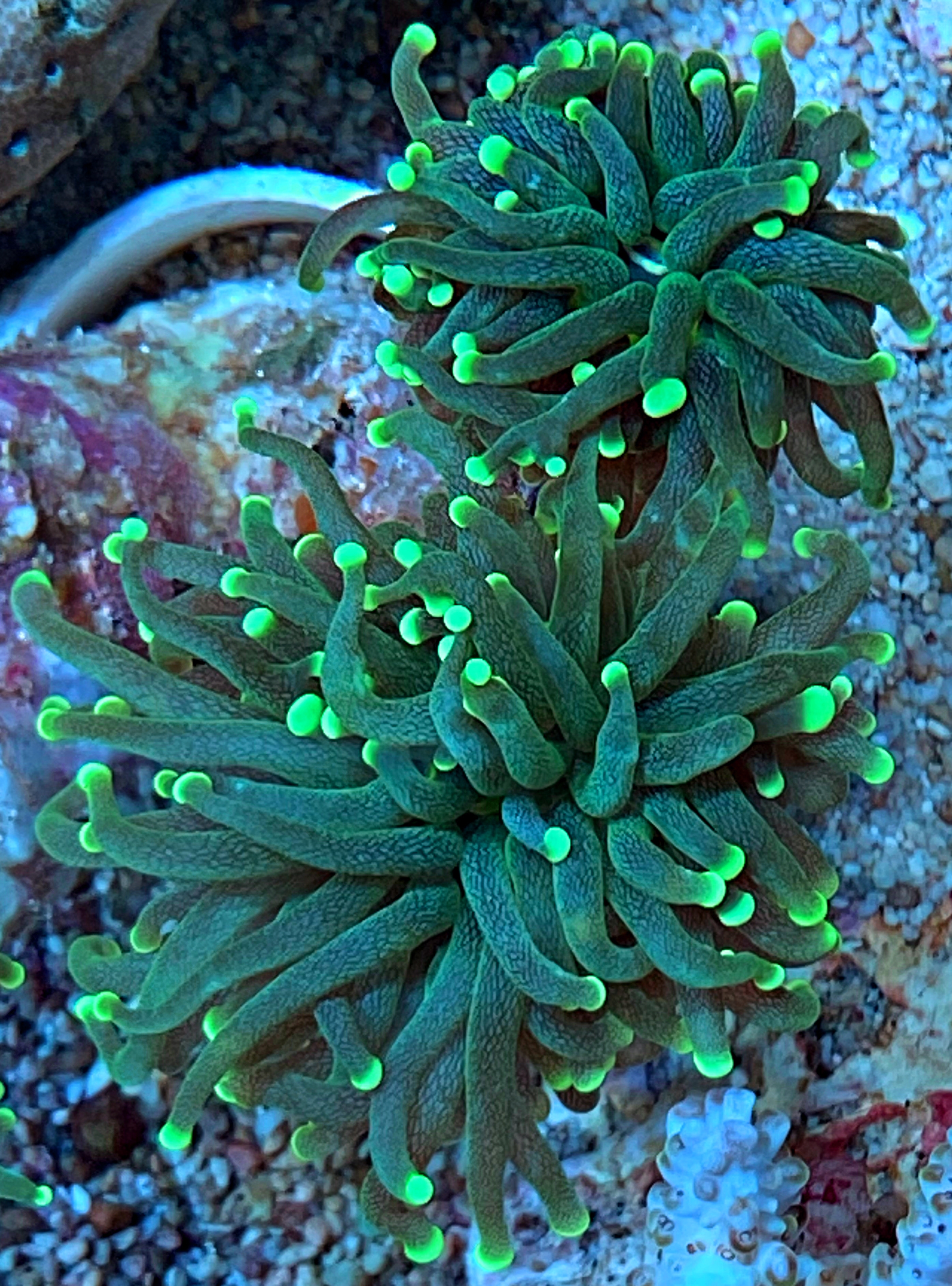 Euphyllia glabrescens- green Masterpiece - NZ