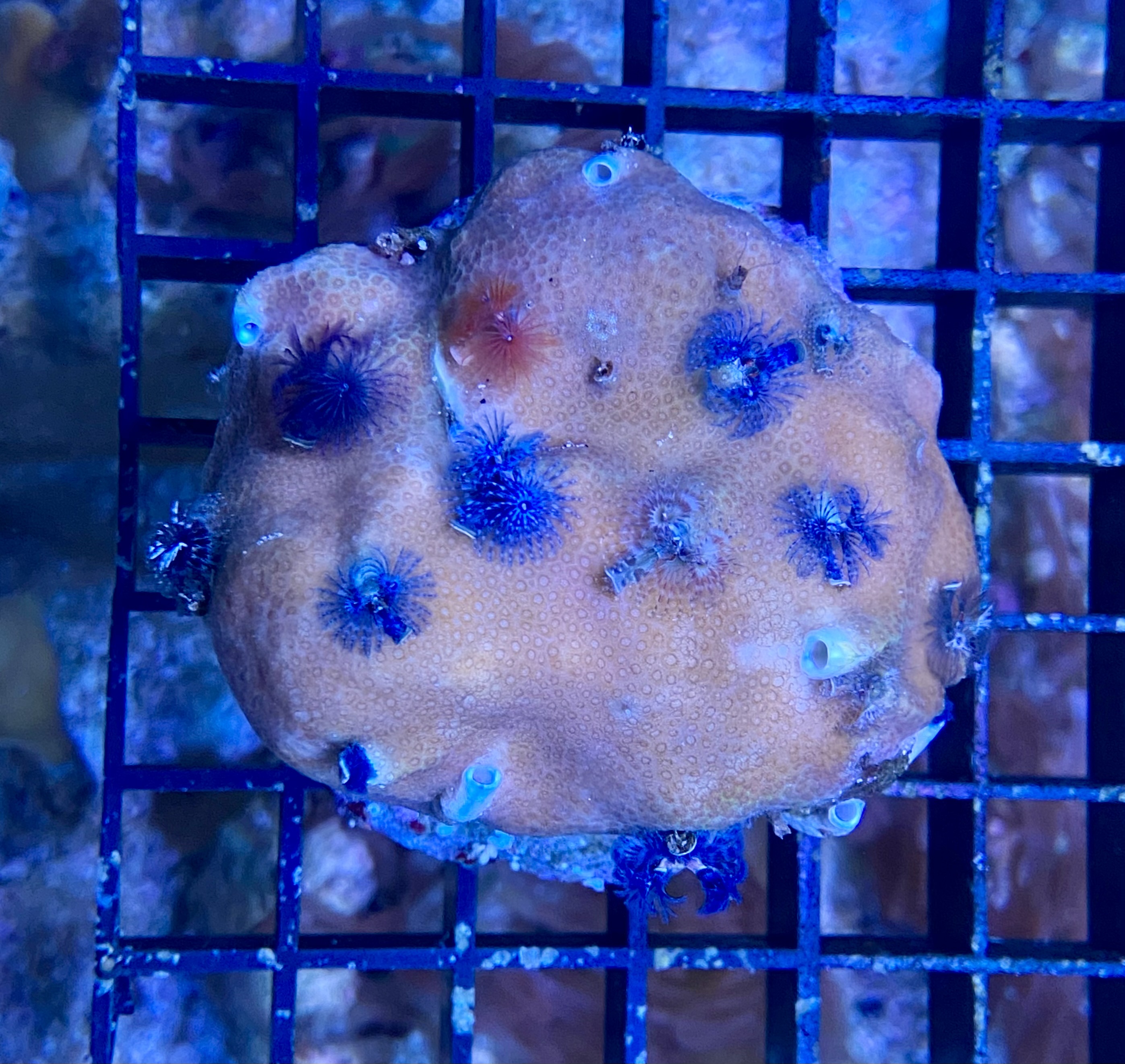 Porites lobata - Multicolor - M