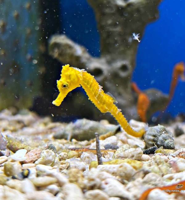 Hippocampus kuda: Langschnäuziges Seepferdchen Farbe gelblich  