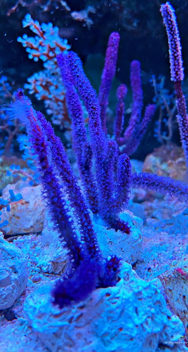 Menella sp. Gorgonie Lila lela star