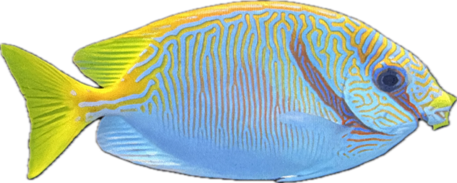 Siganus Doliiatus -Blaustreifen Kaninchenfisch