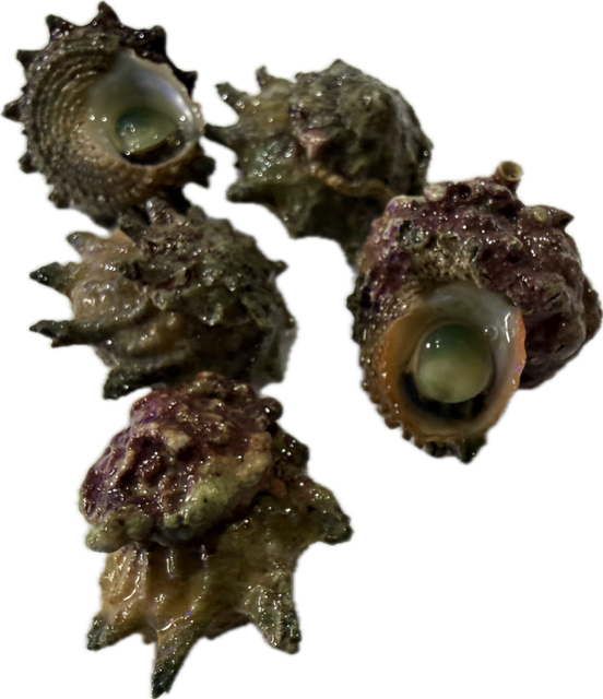 Astralium rhodostomum - feinstachlige Sternschnecke  Algenschnecke 