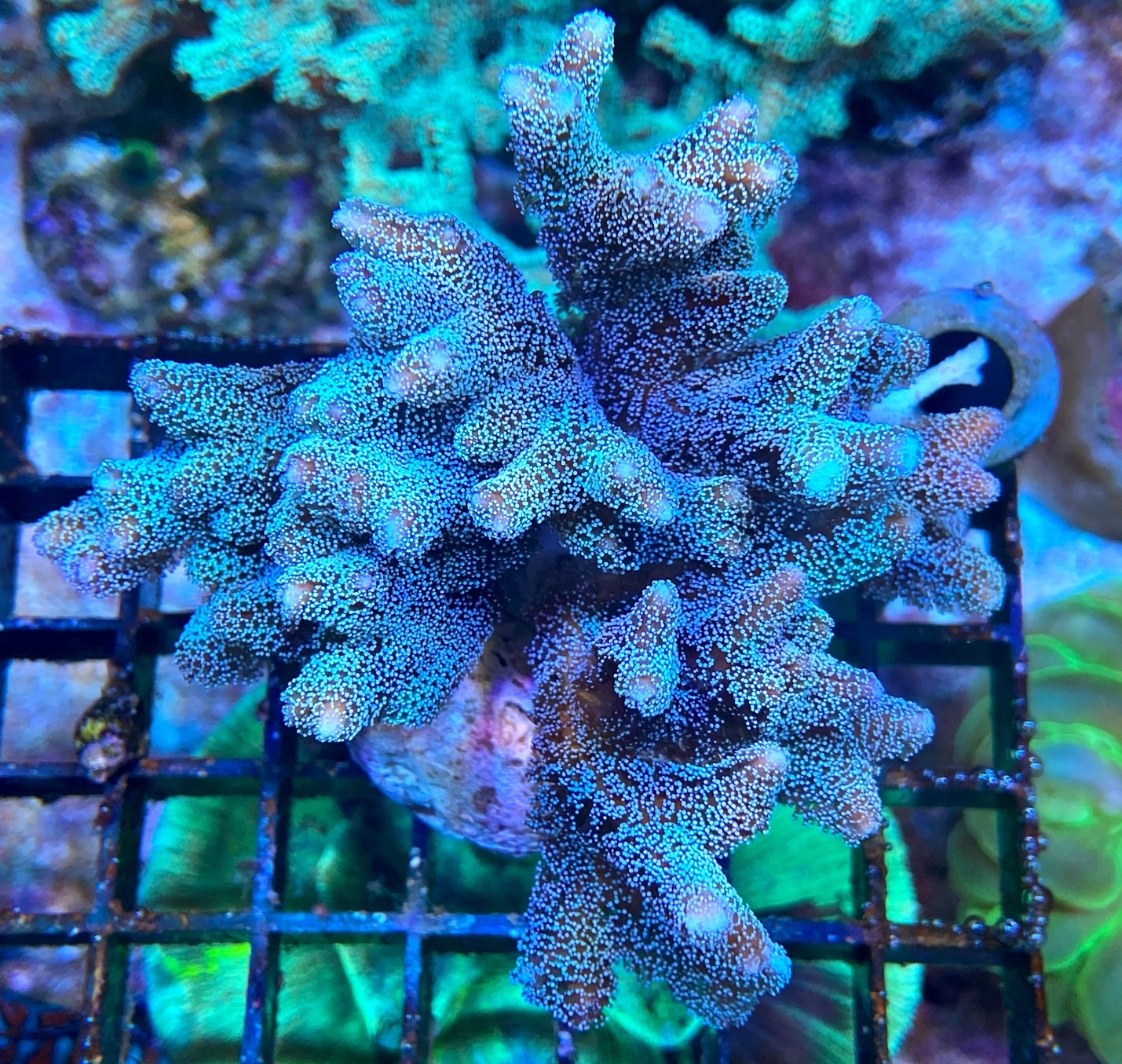 Seriatopora caliendrum Nadelkoralle  Silber Grün NZ