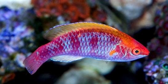 Cirrhilabrus lubbocki male Lubbocks Zwerglippfisch