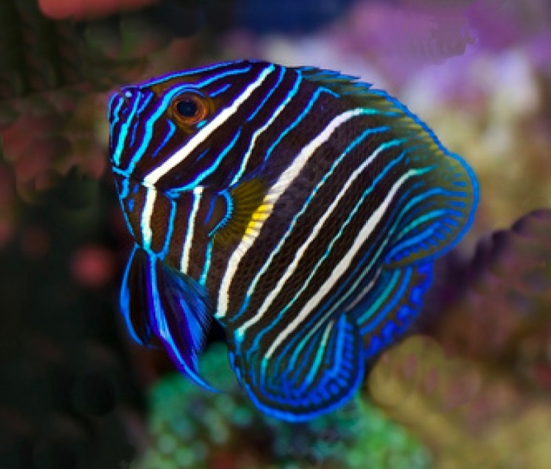 Kaiserfisch Pomacanthus xanthometopon Juvenil