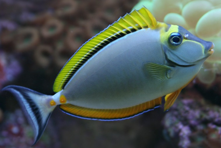 Doktorfisch Naso elegans Gelbklingen-Nasendoktor