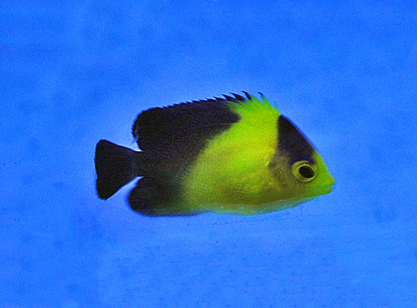 Centropyge venusta: purpurmasken Zwergkaiserfisch - NZ