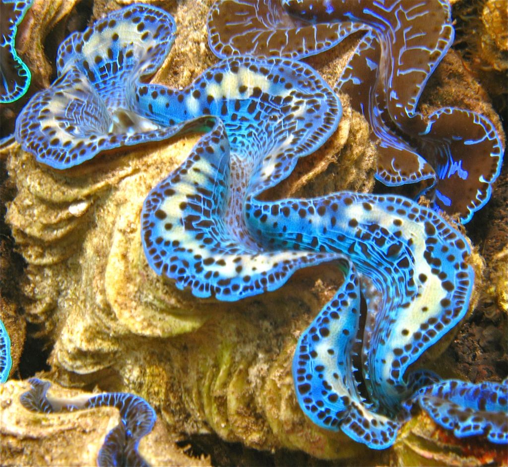Muschel Tridacna maxima ultra Größe M 