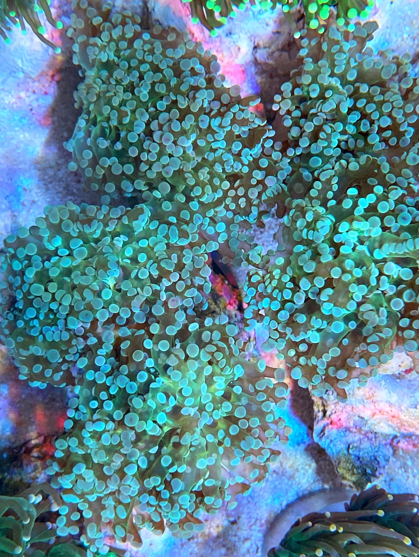Euphyllia paradivisa - mint green