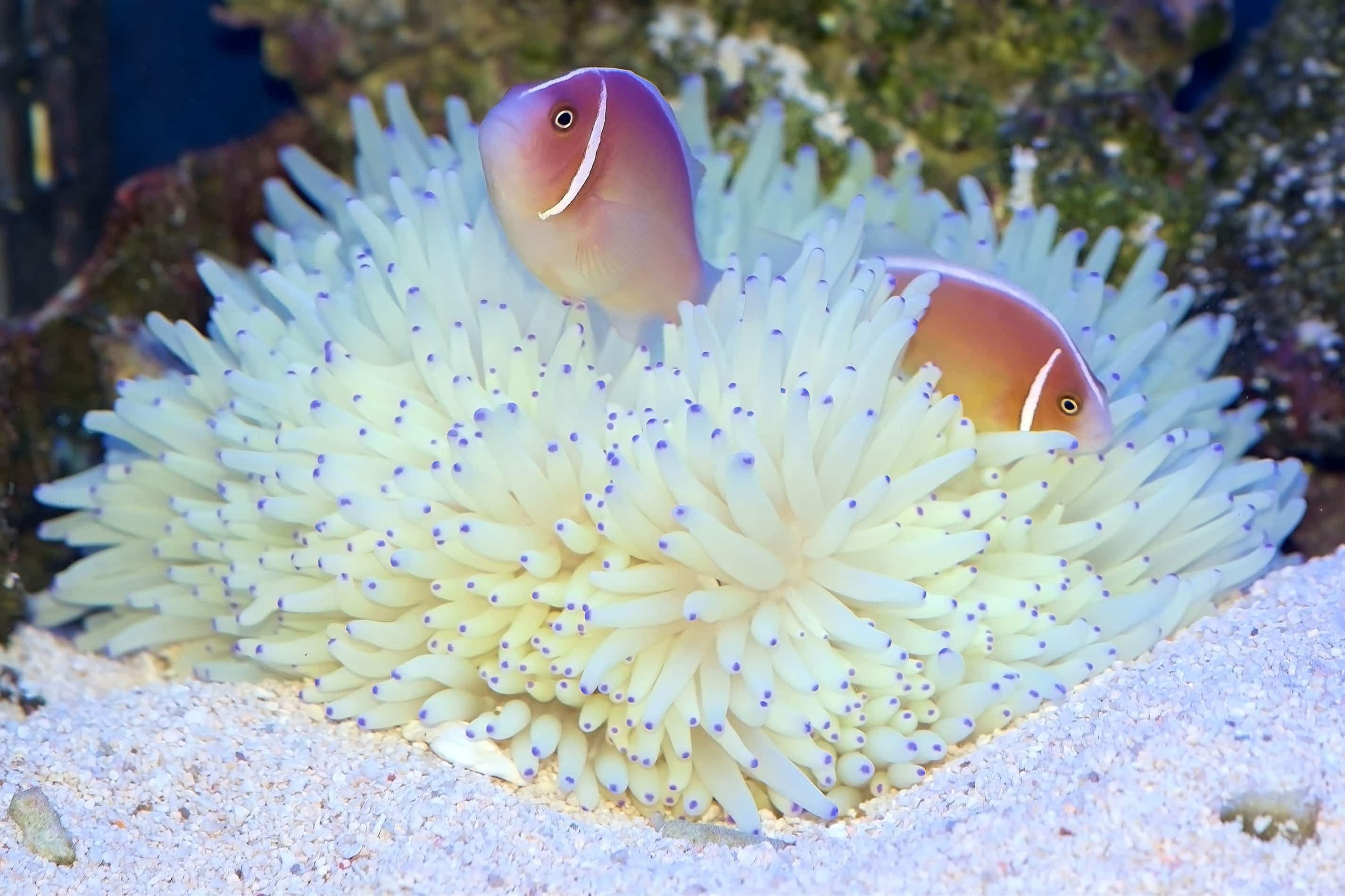 Heteractis malu Hawaii-Anemone Ultra Color Weiß/Gelb