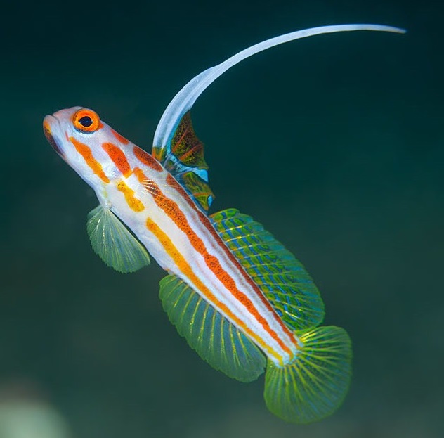 Stonogobiops yasha Yasha Grundel