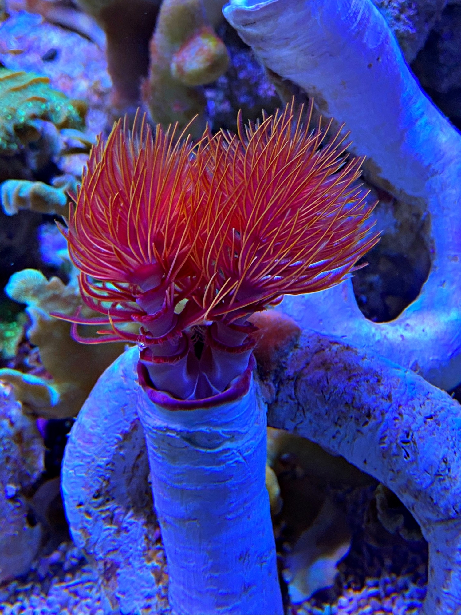 Kalkröhrenwurm -Farbig Rot/ orange  Protula bispiralis