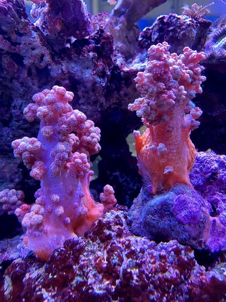 Scleronephthya spec. Rote Weichkoralle - Strawberry Softcoral Zooxanthelle