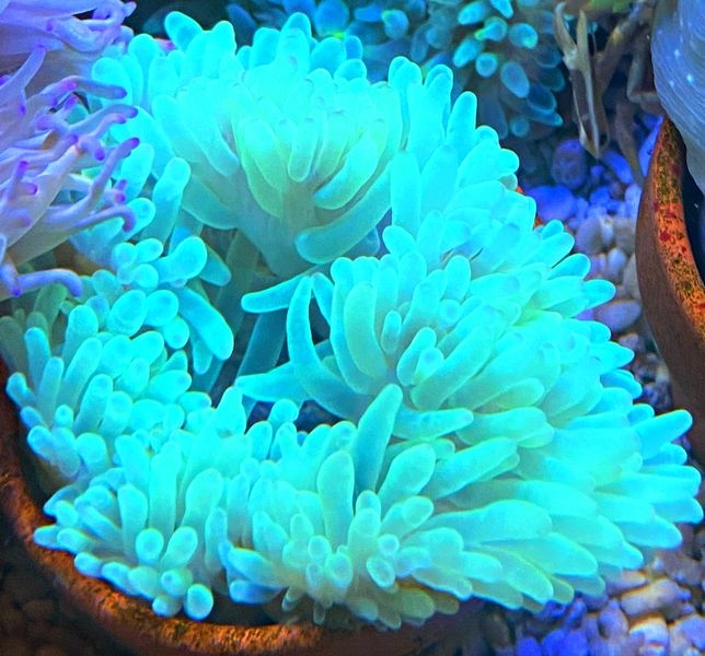 Entacmaea quadricolor Blasenanemone - ultra yellow 