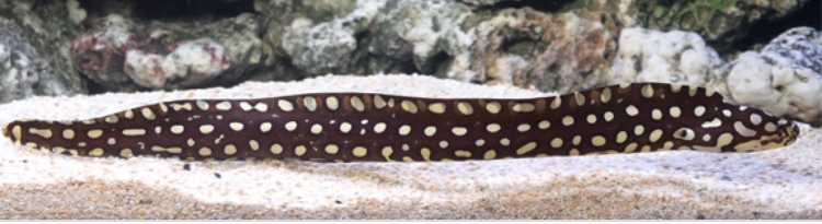 Echidna xanthospilos - Tüpfelmuräne M