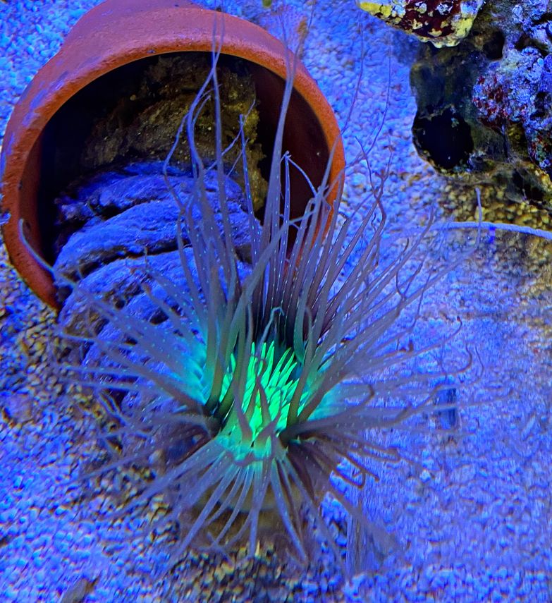 Pachycerianthus spec. - Zylinderrose twotone WYSIWYG