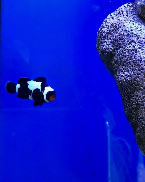 Amphiprion ocellaris  Schwarz -  Black Snowflake  Mann -NZ