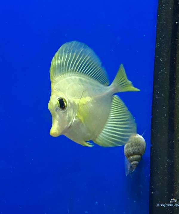 Hawaii Doktorfisch Zebrasoma Flavescens Nachzucht M