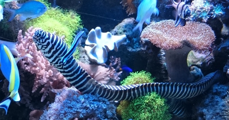 Muräne Gymnomuraena zebra - Zebramuräne L