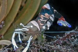 Periclimenes sp. Anemonen-Garnele