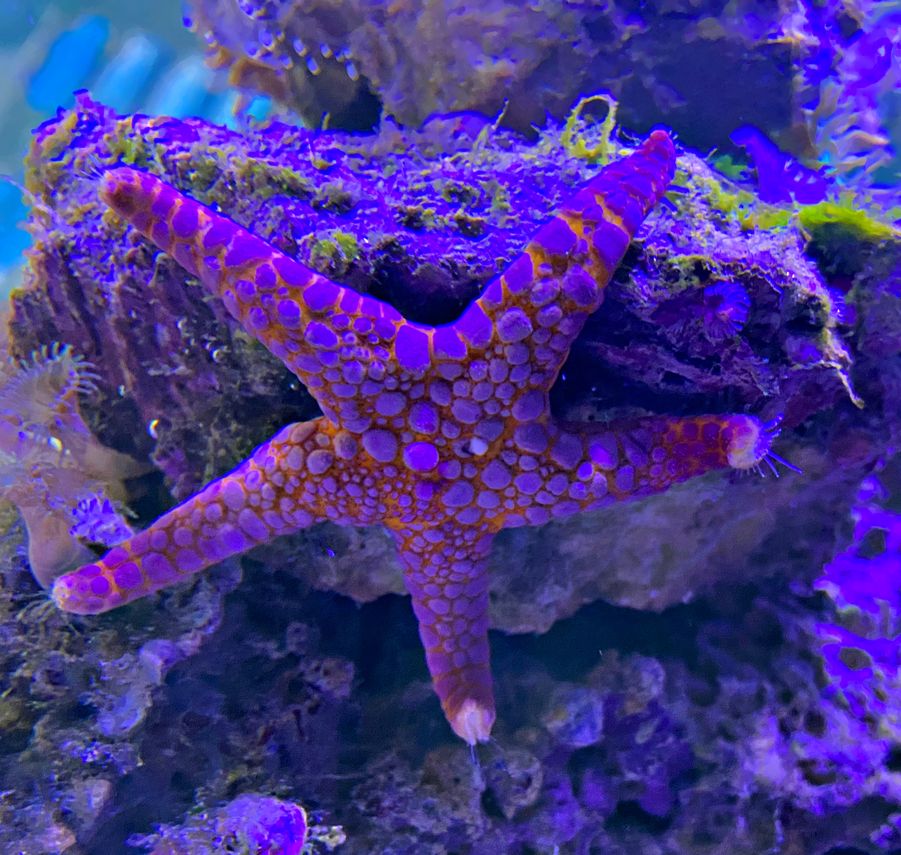 Fromia monilis - Perl-Seestern