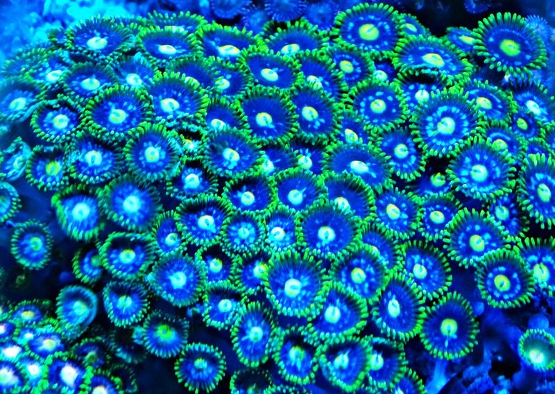 Zoanthus Blue Ice Krustenanemone  
