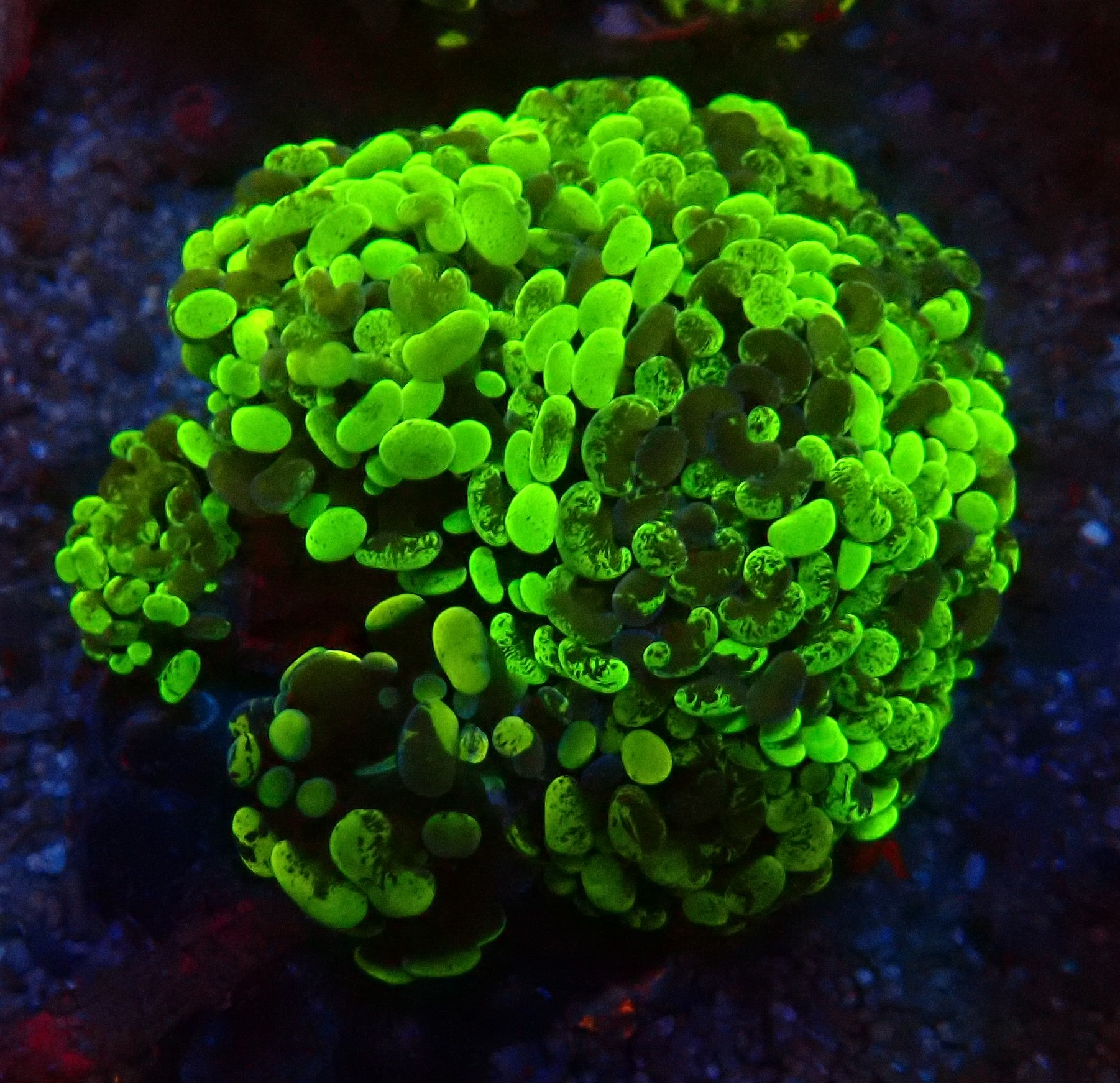 Euphyllia paraancora Hammerkoralle - WYSIWYG - Blotchy