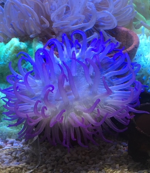 Macrodactyla doreensis Korkenzieher-Anemone purple L