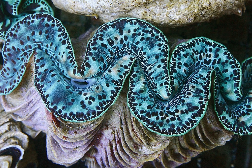 Muschel Tridacna maxima ultra Größe M 