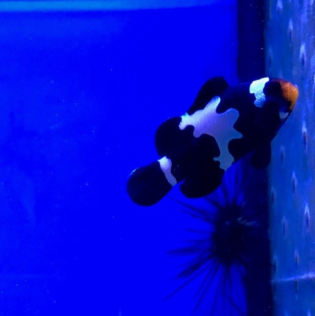 Amphiprion ocellaris  Schwarz -  Black Snowflake  Mann -NZ