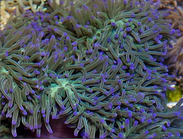 Heteractis magnifica Prachtanemone S