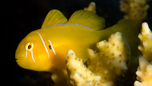 Gobiodon citrinus Zitronengrundel
