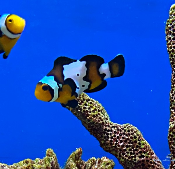 Amphiprion Ocellaris - Black Ice Snowflake - NZ Clown-Anemonenfisch 