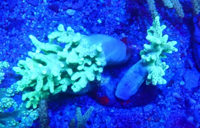 Fingerlederkoralle  Sinularia Flexibilis - Ultra green - AustralienWYSIWYG 67