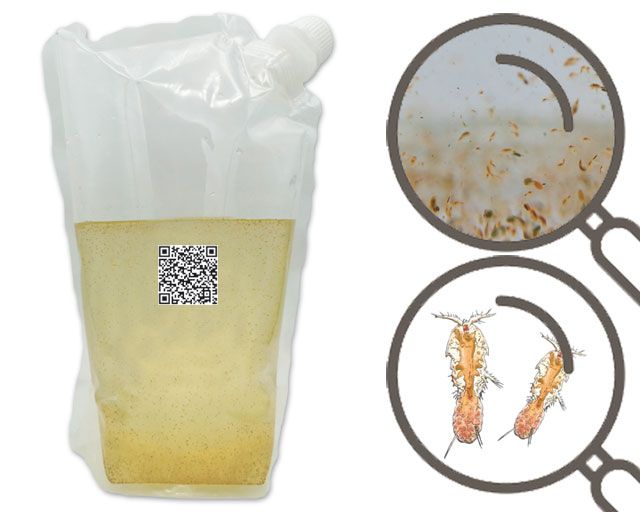 Marine Copepoden Mix 