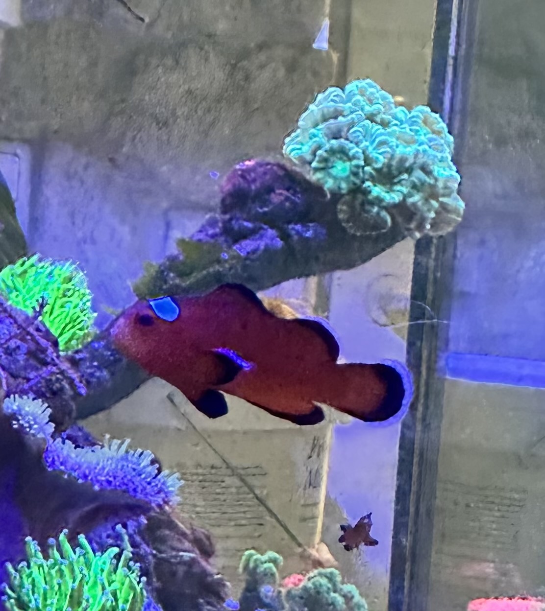 Amphiprion ocellaris  Mocha Domino - NZ