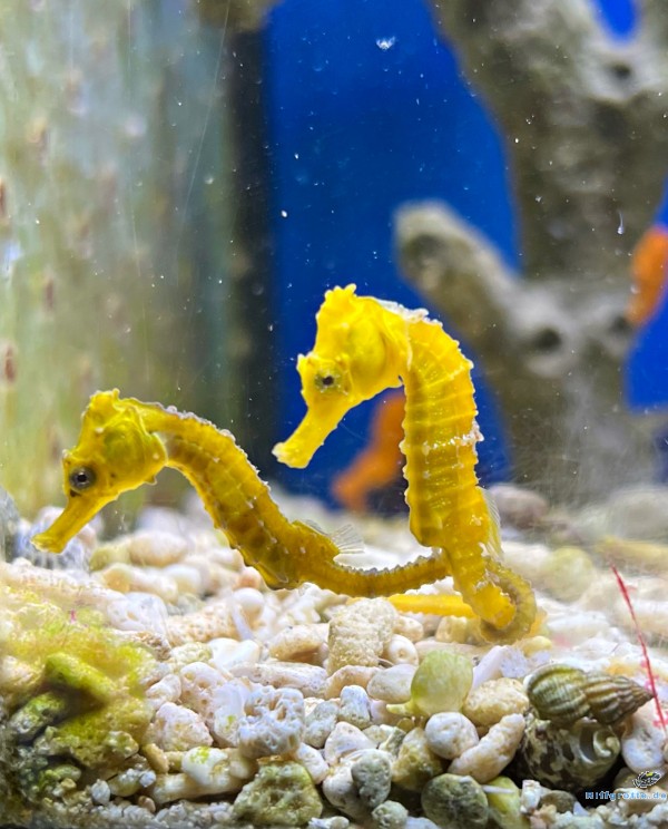 Hippocampus kuda: Langschnäuziges Seepferdchen Farbe gelblich  