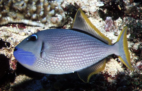  Xanthichthys auromarginatus Blaukehl-Drückerfisch Male (Mänchen)
