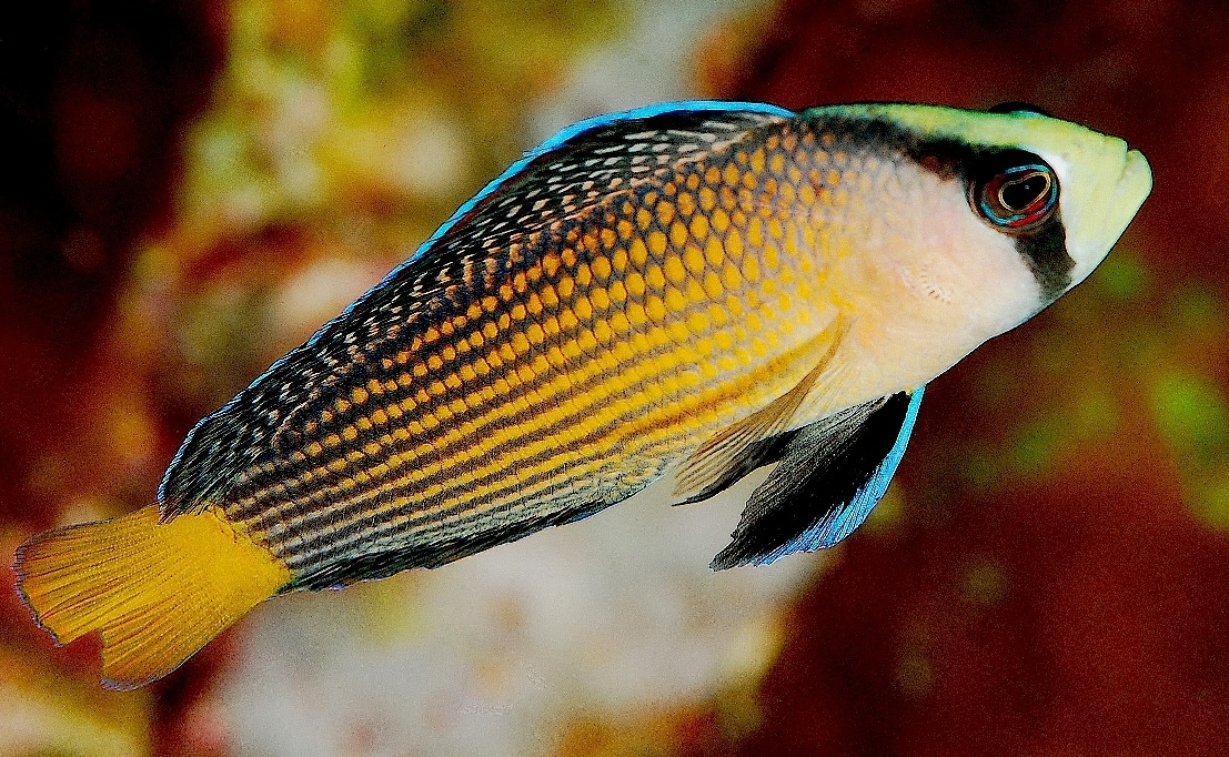 Manonichthys splendens Pracht-Zwergbarsch 
