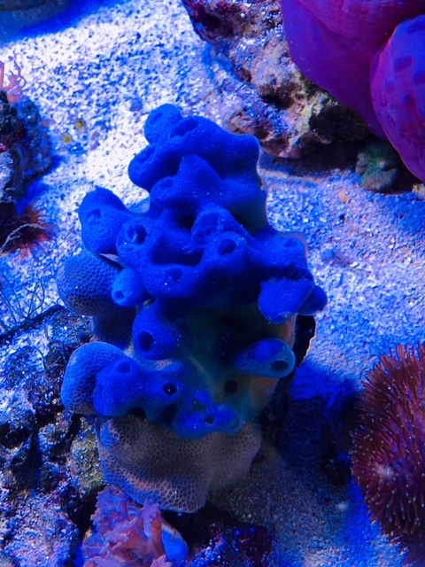 Haliclona sp.  Blauer Riffschwamm NZ