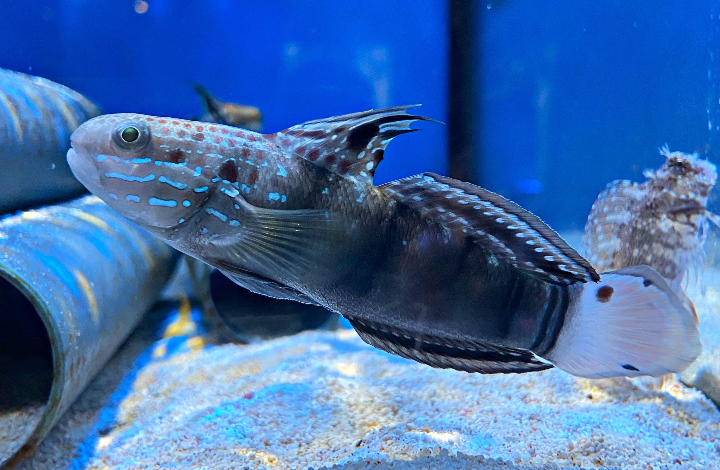 Amblygobius phalaena Bagger-Grundel