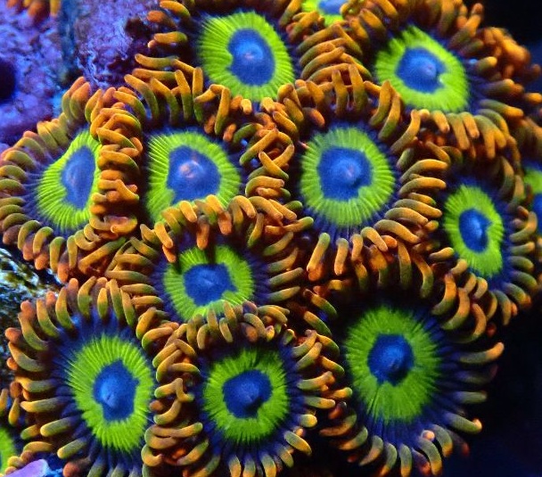 Zoanthus-sp. "Fruit Loop" NZ Krustenanemonen 