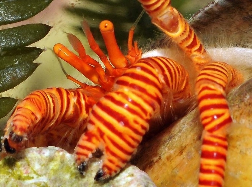 Einsiedlerkrebs - Trizopagurus Strigatus - Ringelsocken Einsiedler
