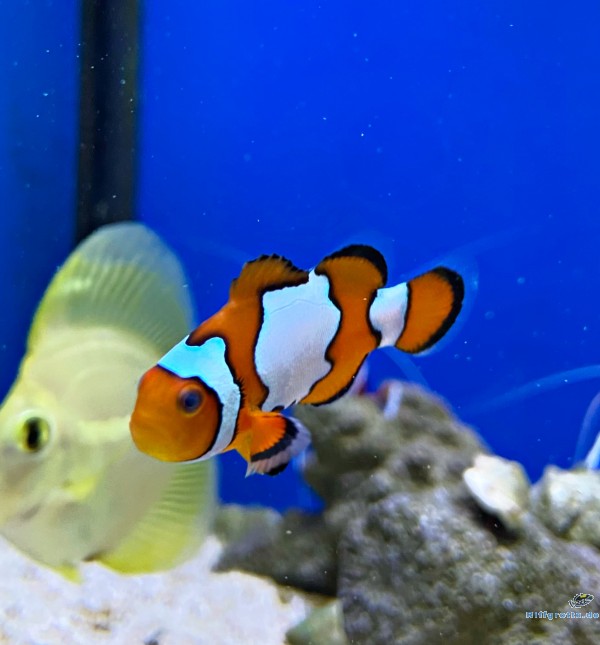 Amphiprion Ocellaris - Snowflake Premium - NZ Clown-Anemonenfisch