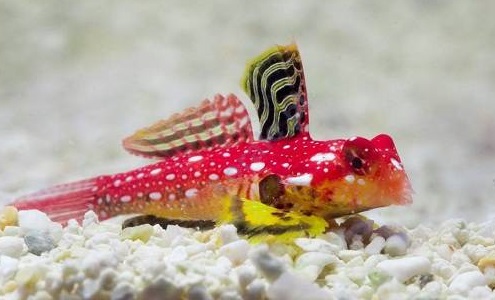 Synchiropus sycorax-moyeri Leierfisch
