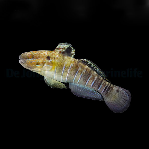 Amblygobius phalaena Bagger-Grundel - NZ