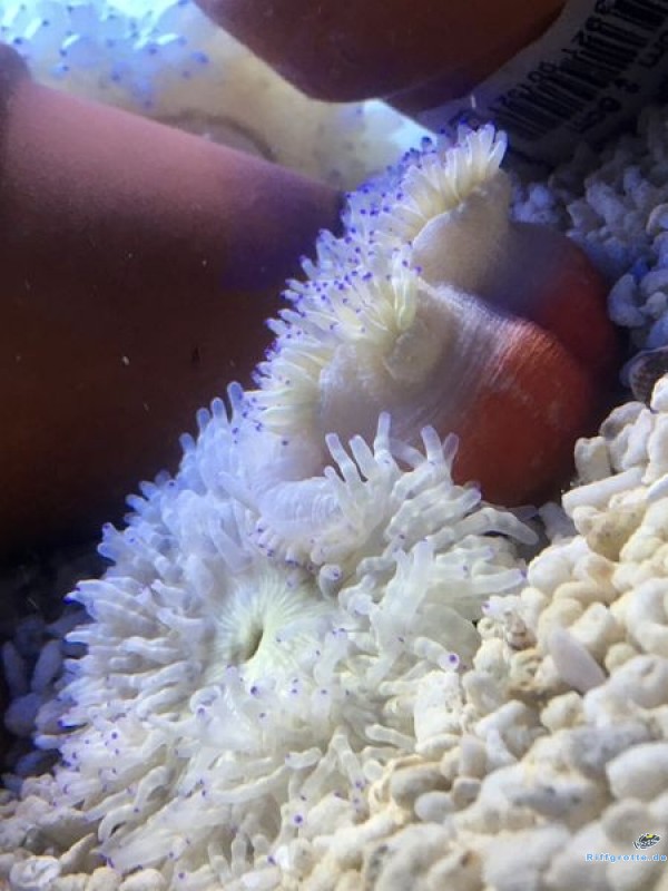 Heteractis crispa - yellow/red bottom - Lederanemone S