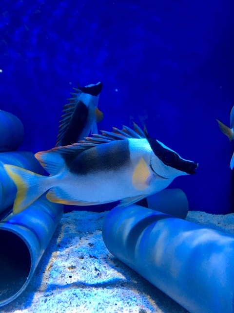 Siganus magnificus - Kaninchenfisch M