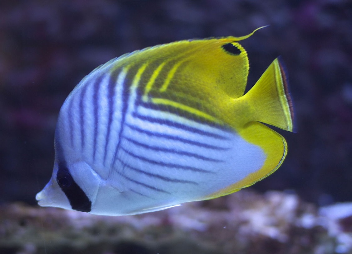 Chaetodon auriga Fähnchen-Falterfisch M