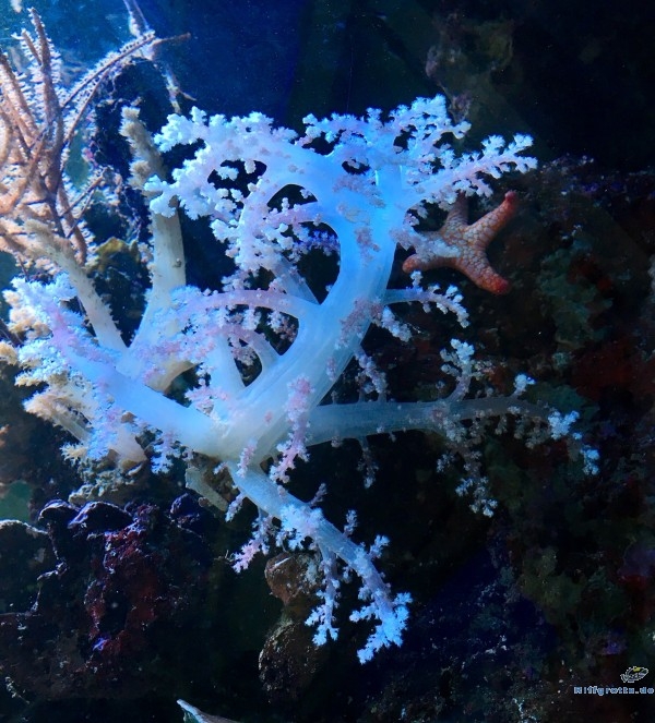 Nephthea sp. Weichkoralle S